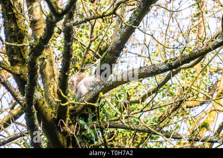 Il invasiva scoiattolo grigio Sciurus carolinensis sul ramo di un albero vicino alla parte superiore del tronco. La struttura ad albero mostra crescite di muschi e licheni ivy. Foto Stock