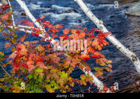 Wild Highbush mirtilli, Viburnum trilobum, - mirtillo americano Bush - American Cranberrybush, Kalyna - Alta Bush Cranberry. Foto Stock