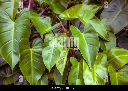 Philodendron, Philodendron erubescens, Rosso Smeraldo. Foto Stock