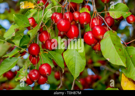 Mature, rosso crabapples, granchio di mele Malus, appendere su un albero di mele nel frutteto nel New Hampshire, Stati Uniti d'America. Foto Stock