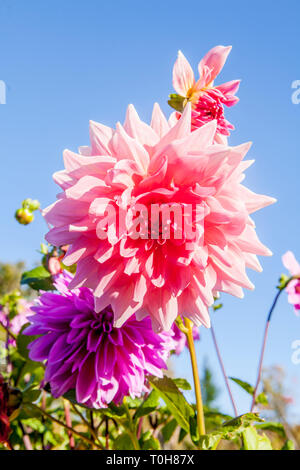 Rosa e Viola dalia, crisantemo, Asteraceae, sboccia contro il cielo blu. Foto Stock