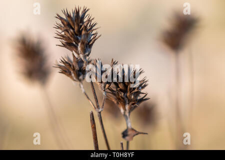 Seme essiccato di pods di antico fiore con fondo liscio. Adatto per natura, autunno ed ecologia temi. Foto Stock
