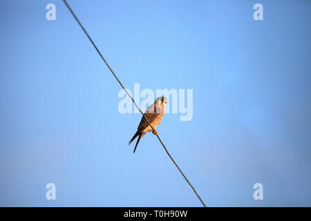 American Gheppio Falco sparverius posatoi su un filo di telefono di Marco Island, Florida. Foto Stock