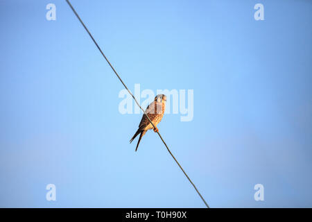 American Gheppio Falco sparverius posatoi su un filo di telefono di Marco Island, Florida. Foto Stock