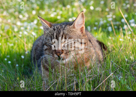 Adulto il gatto domestico giacente in erba. Adatto per animale, pet e temi della fauna selvatica Foto Stock