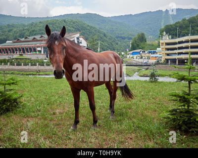 Un cavallo marrone è pascolato in estate su un prato verde di fronte al hotel in montagna. Foto Stock