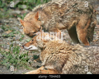 Due sciacalli in appoggio sul suolo roccioso su un giorno d'estate. Golden jackal Canis aureus Foto Stock