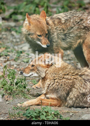 Due sciacalli in appoggio sul suolo roccioso su un giorno d'estate. Golden jackal Canis aureus Foto Stock