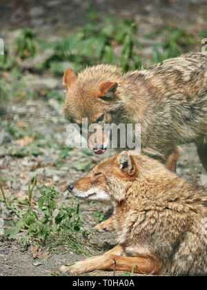 Due sciacalli in appoggio sul suolo roccioso su un giorno d'estate. Golden jackal Canis aureus Foto Stock