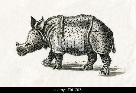 Vecchia foto vintage di rinoceronte indiano Foto Stock