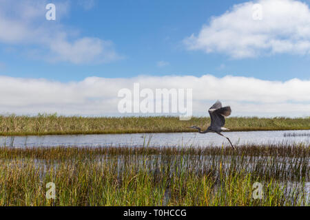 Heron in Everglades Foto Stock