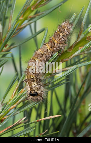 Nonne, Nonnenspinner, Nonnen-Spinner, Raupe frisst un Kiefer, Lymantria monacha, nero archi, nun moth, caterpillar, la nonne, Noctuidae, Eulenfalter Foto Stock