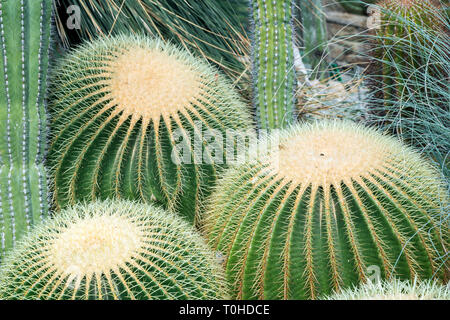 Tre pungenti Golden canna (o palla dorata) (Echinocactus grusonii) e altri cactus. Foto Stock