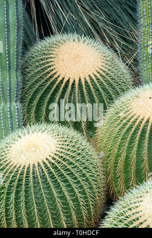 Tre pungenti Golden canna (o palla dorata) (Echinocactus grusonii) e altri cactus. Foto Stock