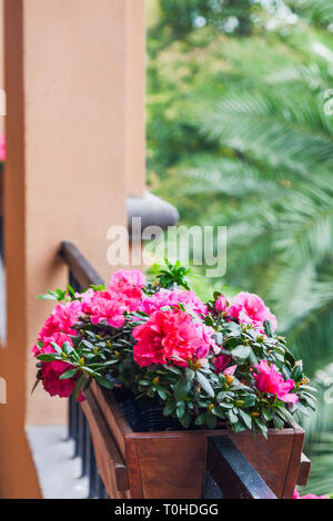 Street decorazione con piante e fiori,vasi di fiori di azalea colore rosa sulla balaustra in legno verde con palme sfondo. Fuzhou,Cina Foto Stock