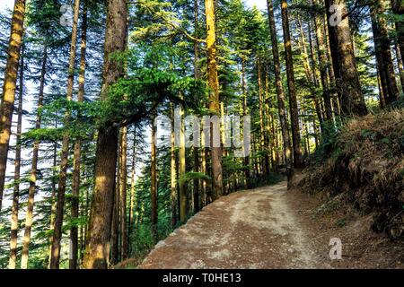 Pini e Deodars nel Parco Naturale di Kanatal, Uttarakhand, India, Asia Foto Stock