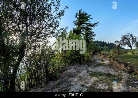 Pini e Deodars nel Parco Naturale di Kanatal, Uttarakhand, India, Asia Foto Stock