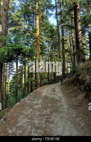 Pini e Deodars nel Parco Naturale di Kanatal, Uttarakhand, India, Asia Foto Stock