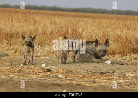 Indian striped iena con pup, Velavadar National Park, Gujarat, India, Asia Foto Stock