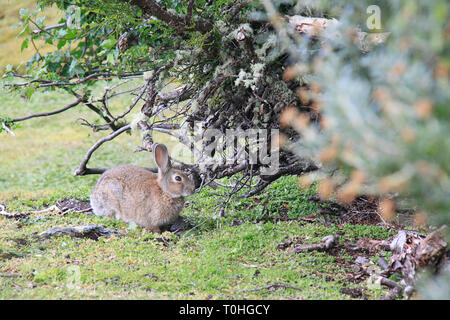 Dalla nativa Europa sud-occidentale, questo coniglio è stato introdotto in diversi ambienti e luoghi. Qui, in Patagonia è una specie invasive. Foto Stock