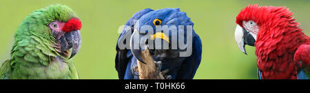 Gruppo colorato di macaws Foto Stock