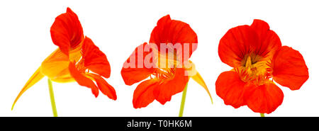 La flora di Gran Canaria - Tropaeolum majus, giardino nasturtium isolati su sfondo bianco Foto Stock