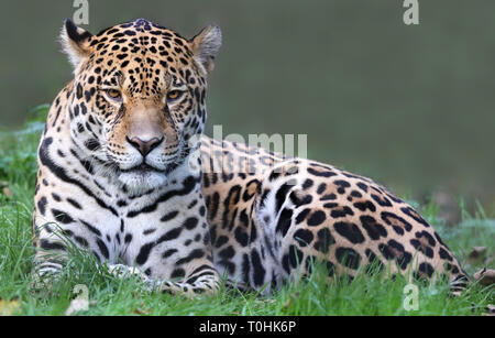 Vista ravvicinata di una Jaguar (Panthera onca) Foto Stock