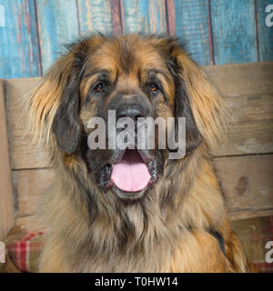 Informazioni E Caratteristiche Sulla Razza Del Cane Leonberger | Pet Yolo - Foto 11