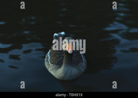 Un oca graylag su un laghetto Foto Stock