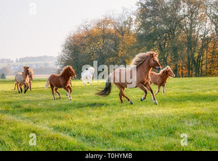 Allevamento di cavalli islandesi, giumente con puledri, correndo insieme al galoppo su un prato verde prato in autunno, Germania Foto Stock