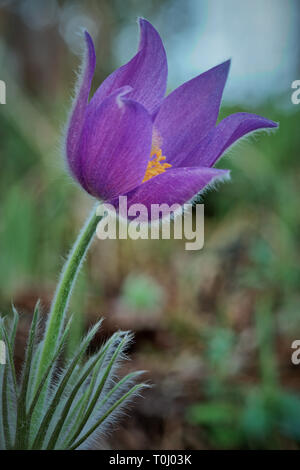 Fiori di Primavera Pulsatilla Patens crescente selvatici in Finlandia. Molto rare e in pericolo di estinzione in impianto luce della sera. Artistico immagine HDR con profondità molto piccola Foto Stock