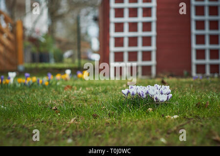 Crocusses in primavera a Monaco di Baviera Baviera Foto Stock