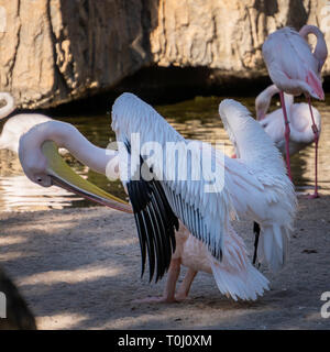 VALENCIA, Spagna - 26 febbraio : Pink Backed pellicani e fenicotteri presso il Bioparco di Valencia Spagna il 26 febbraio 2019 Foto Stock