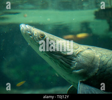 Pesci, Gill, acquatici, Foto Stock