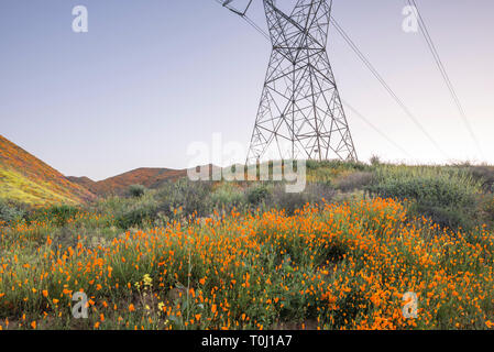 Millefiori superbloom in Walker Canyon nel mese di marzo. Il lago di Elsinore, California, Stati Uniti d'America. Foto Stock