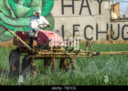 Un agricoltore in tuta protettiva applica sostanze chimiche, spruzzando sul campo di cipolla, Valencia Spagna agricolo agricoltore Europa Foto Stock