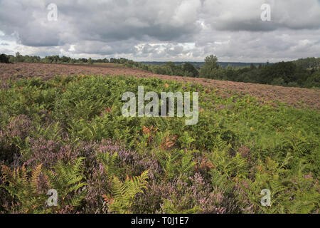 Comune di Rockford in direzione ovest verso la Valle di Avon New Forest National Park Hampshire Inghilterra Foto Stock