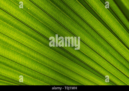 Il cavolo cinese palm, Livistonia chinensis in Kew Royal Botanic Gardens, Londra Foto Stock