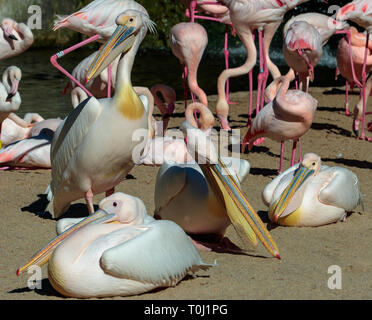 VALENCIA, Spagna - 26 febbraio : Pink Backed pellicani e fenicotteri presso il Bioparco di Valencia Spagna il 26 febbraio 2019 Foto Stock