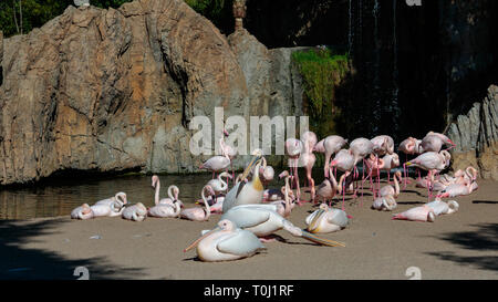 VALENCIA, Spagna - 26 febbraio : Pink Backed pellicani e fenicotteri presso il Bioparco di Valencia Spagna il 26 febbraio 2019 Foto Stock