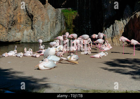 VALENCIA, Spagna - 26 febbraio : Pink Backed pellicani e fenicotteri presso il Bioparco di Valencia Spagna il 26 febbraio 2019 Foto Stock