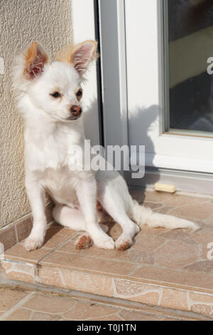 White Chihuahua seduto di fronte a una porta in un giardino Foto Stock