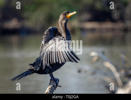 Double-crested cormorano (Phalacrocorax auritus), Sepulveda bacino di riserva faunistica, Los Angeles, CA, Stati Uniti d'America. Foto Stock