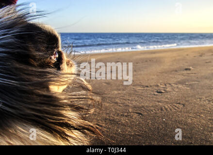 Pekinese cani sulla spiaggia con i capelli al vento Foto Stock