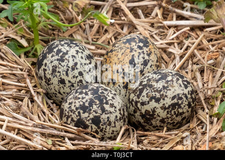 Primo piano di quattro uova killdeer laici in un nido di terra appena prima sping inizia in Raleigh North Carolina. Foto Stock