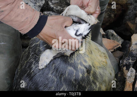 Mani ripieno poco Auk, Alle alle nella guarnizione per Kiviak Foto Stock