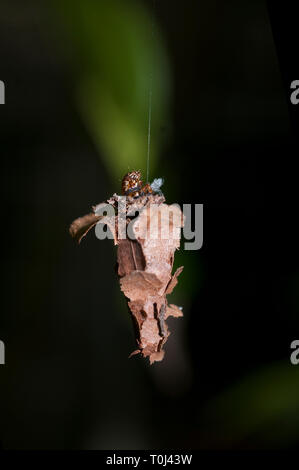 Case Moth larvae, Famiglia Psychidae, aka Bagworm, su filo di seta da caso camuffato, Klungkung, Bali, Indonesia Foto Stock