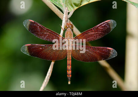 Rosso indonesiano-winged Dragonfly, Neurothemis terminata, Klungkung, Bali, Indonesia Foto Stock