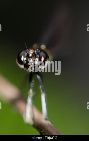 Skimmer, Zygoptera Sub-Order, on STEM, Klungkung, Bali, Indonesia Foto Stock