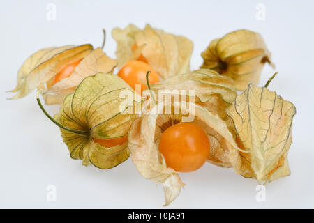 Physalis, studio di ammissione, Studioaufnahme Foto Stock